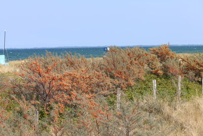 Scenic view of sea against clear sky