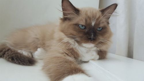 Portrait of cat sitting at home