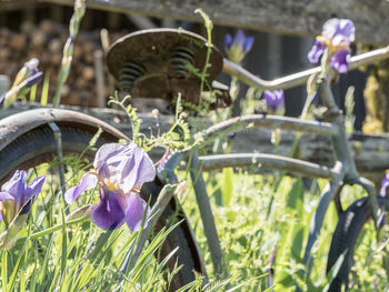 Close-up of crocus blooming outdoors