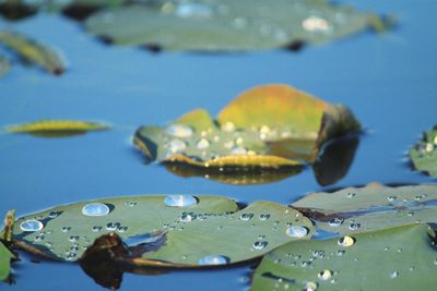 Close-up of raindrops on leaves floating on water