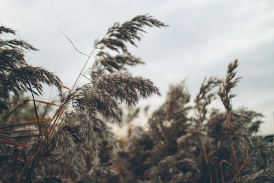 Close-up of wheat growing on field against sky