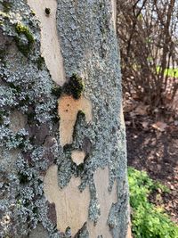 Close-up of heart shape on tree trunk