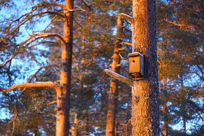 Low angle view of trees in forest