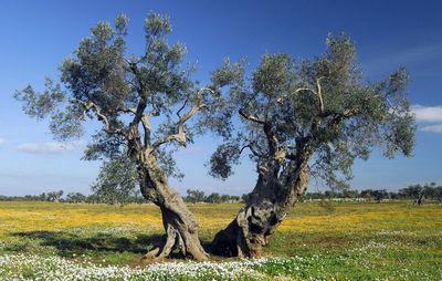 Tree on field against sky