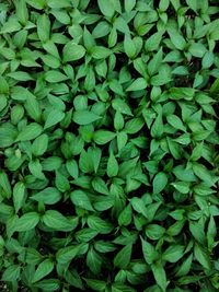 Full frame shot of green leaves