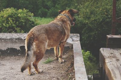 Side view of dog standing against trees