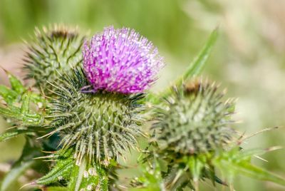 Close-up of thistle flowers