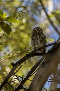 Low angle view of bird perching on tree