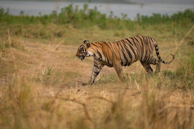 Tiger walking in the wild