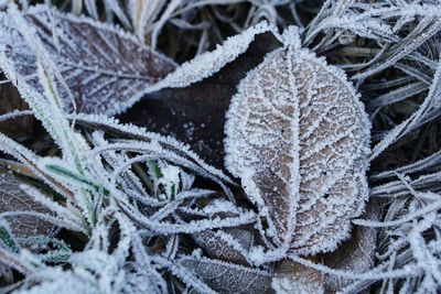 Close-up of frozen leaves during winter