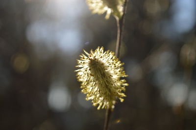 Close-up of yellow flowering plant