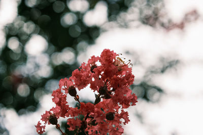 Close-up of red flowering plant