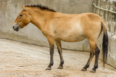 Horse standing in ranch