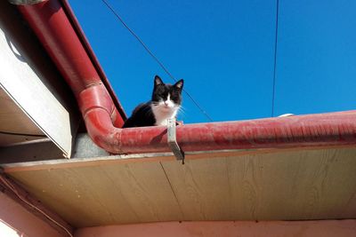 Cat sitting on red structure against blue sky