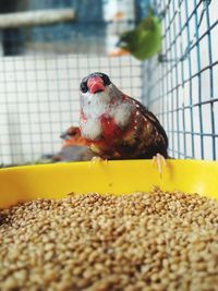 Close-up of parrot eating food