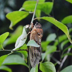 Close-up of butterfly on leaf