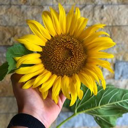 Close-up of hand holding yellow flower