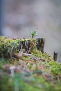 Close-up of plant growing on field