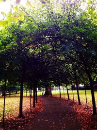 Trees in park