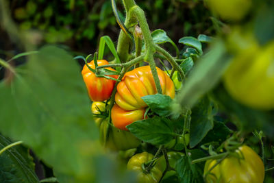 Close-up of tomatoes growing on plant