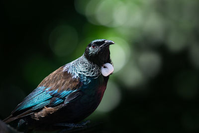 Close-up of bird perching on tree