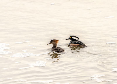 Hooded merganser