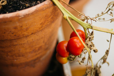 Close-up of tomatoes on table