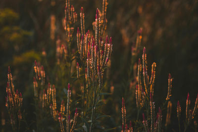 Close-up of stalks on field against blurred background