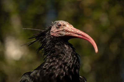 Northern bald ibis - aka waldrapp ibis