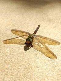 Close-up of insect