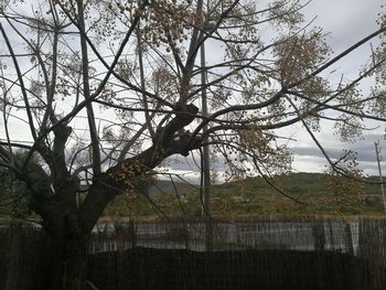 Tree against sky