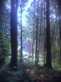 Trees in forest