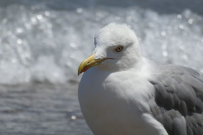 Close-up of seagull on sea shore