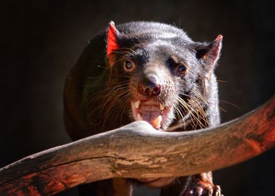 Close-up portrait of tasmanian devil against black background