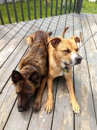 High angle view of two dogs on wood