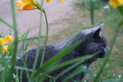 Close-up of lizard on field