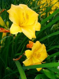 Close-up of yellow flower