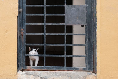 Portrait of a dog looking through window
