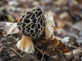 Close-up of dry mushroom on field