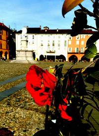 Close-up of red flowers in city