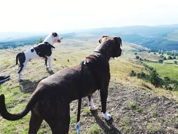 Dogs on top of the mountain