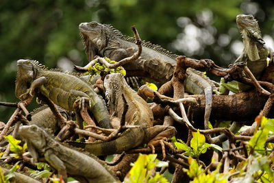 Lizard on tree in forest