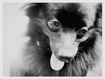 Close-up portrait of a dog