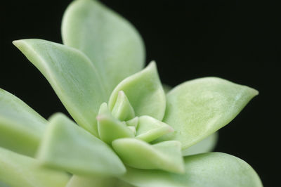 Close-up of succulent plant against black background