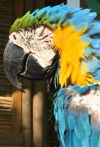 Close-up of a bird perching on wood