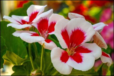 Close-up of red flowering plant