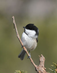 Close-up of bird perching on branch