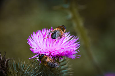 Close-up of bee pollinating on purple flower