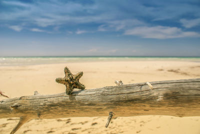 Star fish on log of food overlooking beach