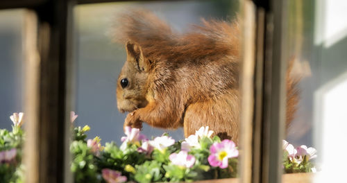 Close-up of an animal on flower window